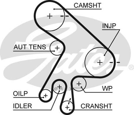 OEM BELT, TIMING 5562XS